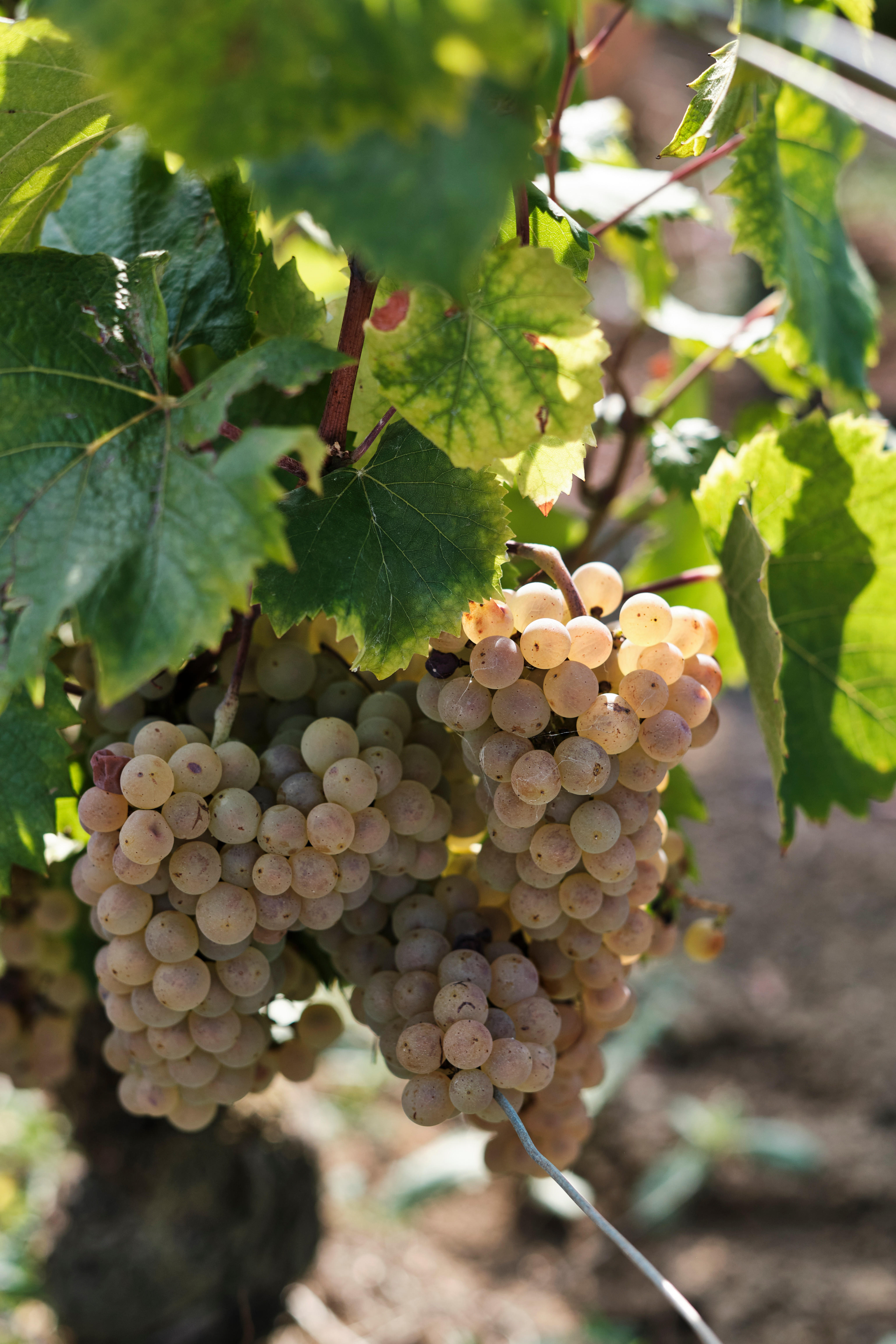 90068001789_Puligny-Montrachet-Chardonnay_Burgundy-2023-Jason-Lowe copy_0000_01